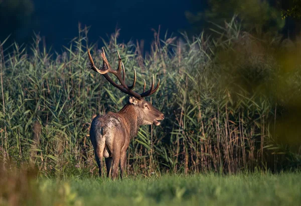 Cerf Rouge Avec Gros Bois Marchant Sur Prairie Devant Champ — Photo