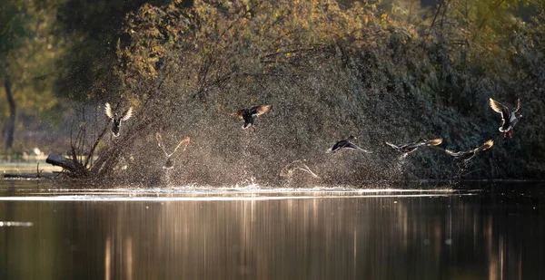 日の出に湖の上を飛ぶ野生のアヒルの群れ — ストック写真