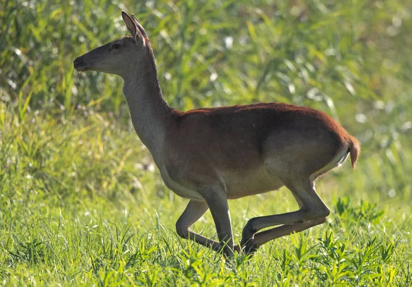 Hind Red Deer Female Running Green Grassland Summer Time Wildlife — Stock Photo, Image