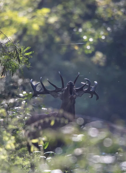 Ritratto Cervo Rosso Con Grandi Corna Ruggenti Nella Foresta Durante — Foto Stock