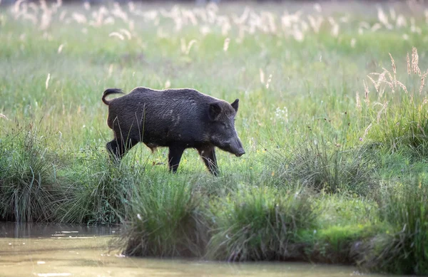 Wildschweine Sus Scrofa Ferus Spazieren Sommer Auf Einer Wiese Neben — Stockfoto