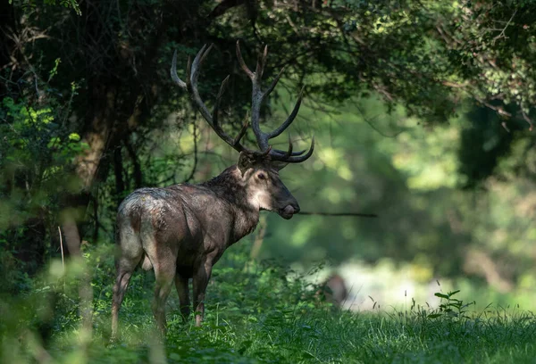 Cerf Rouge Avec Gros Bois Debout Dans Forêt Été Faune — Photo