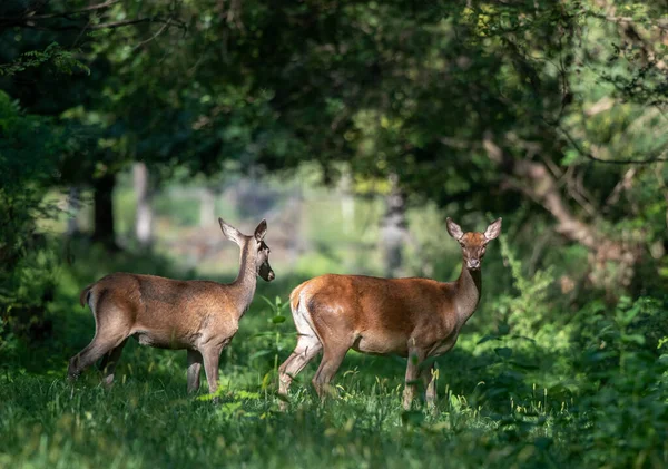 Deux Jeunes Biches Cerfs Rouges Femelles Tenant Dans Forêt Verte — Photo