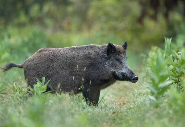 Wild Boar Sus Scrofa Ferus Standing Meadow Forest Summer Time — Stock Photo, Image