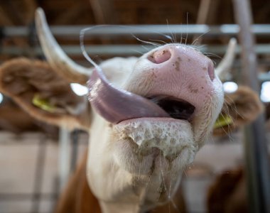 Emzirdikten sonra buzağının ağzını kapat, dil yalarken süt