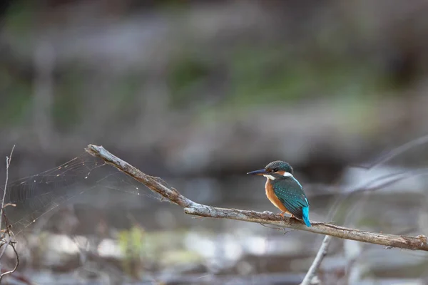 Martin Pêcheur Alcedo Atthis Debout Sur Une Branche Dessus Eau — Photo