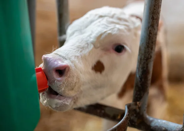 Zbliżenie Dziecko Zwierzę Holstein Cielęce Mleko Pielęgniarskie Wiadro Smoczek — Zdjęcie stockowe