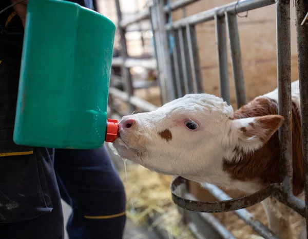 Senior farmer feeding baby animal holstein calf with milk from bucket with pacifier