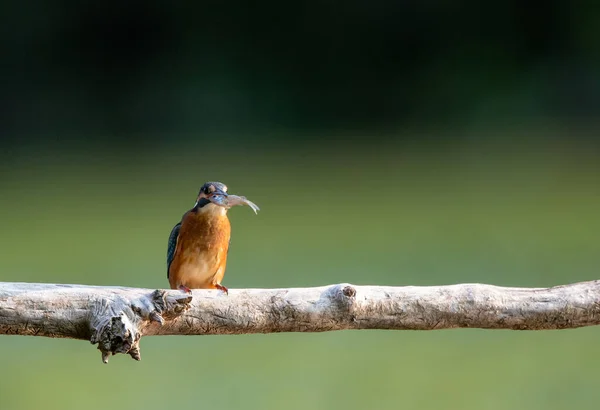 Gewone Ijsvogel Alcedo Atthis Staande Tak Met Kleine Vissen Snavel — Stockfoto