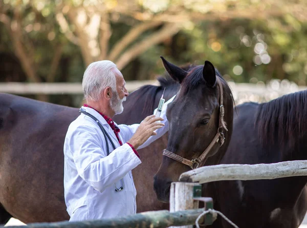 Veterinário Sênior Segurando Seringa Com Agulha Frente Cavalo Rancho Para — Fotografia de Stock