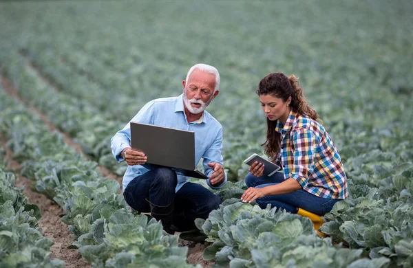 成熟的农民和年轻妇女蹲在蔬菜园里 检查质量 — 图库照片