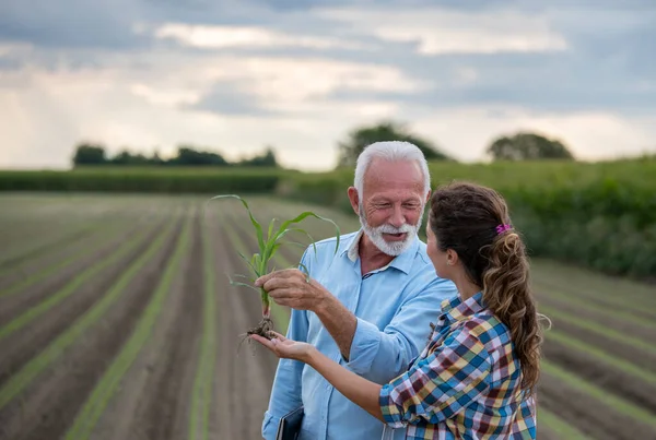 畑でトウモロコシの品質をチェックする2人の農家 成熟した男性と若い女性 — ストック写真