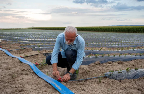 Seniorenboer Vaste Bewatering Aardbeienveld Zomer — Stockfoto