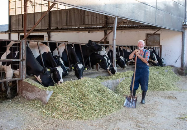 Satisfied Senior Farmer Standing Front Holstein Cattle Leaning Shovel — Stock Photo, Image
