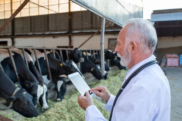 白衣を着た成熟した成人獣医師と納屋のホルシュタイン牛の前の錠剤を見る聴診器 — ストック写真