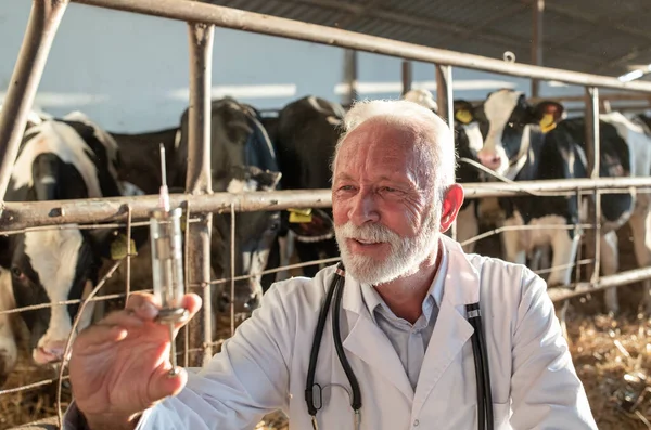 白衣を着た成熟した獣医師が酪農場でホルシュタイン牛のワクチンを準備 — ストック写真