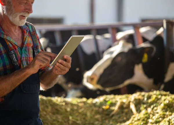 Agricoltore Anziano Che Lavora Tablet Fronte Alle Vacche Holstein Background — Foto Stock