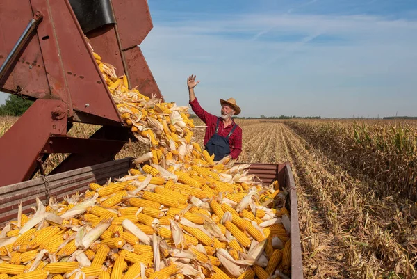 Zufriedener Landwirt Schaut Mähdrescher Bei Der Ernte Der Maiskolben Anhänger — Stockfoto