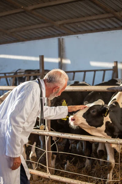 Senior Dierenarts Witte Vacht Met Stethoscoop Knuffelen Koeien Open Veestapel — Stockfoto