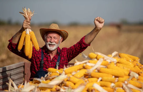 田里庄稼收获期间在拖拉机拖车中种植玉米的老年农民感到满意 — 图库照片