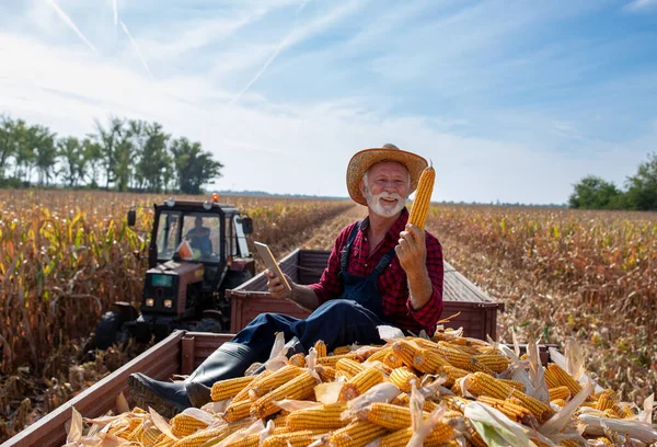 上了年纪的农民满意地坐在堆满玉米芯的拖车上 一边笑着看着田里一片美丽的庄稼 — 图库照片