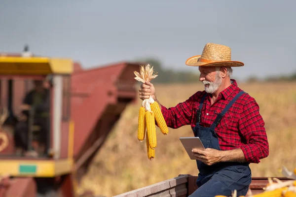 トレーラーでトウモロコシのコブの品質をチェックするタブレットとシニア農家バックグラウンドで収穫者を組み合わせる — ストック写真
