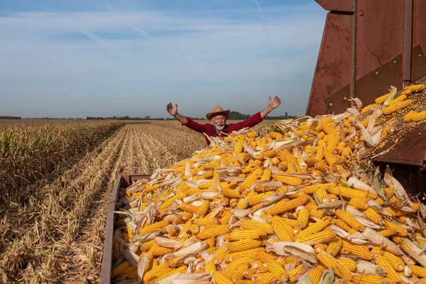 Satisfied Senior Farmer Raised Arms Looking Combine Harvester Throwing Corn — Stock Photo, Image