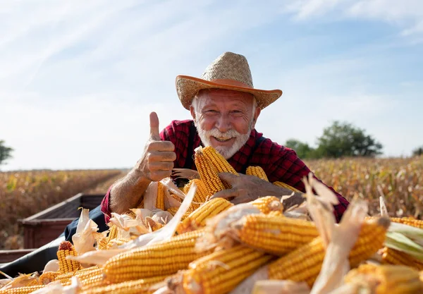 Šťastný Vzrušený Starší Farmář Objímající Kukuřičné Klasy Přívěsu Traktoru Během — Stock fotografie