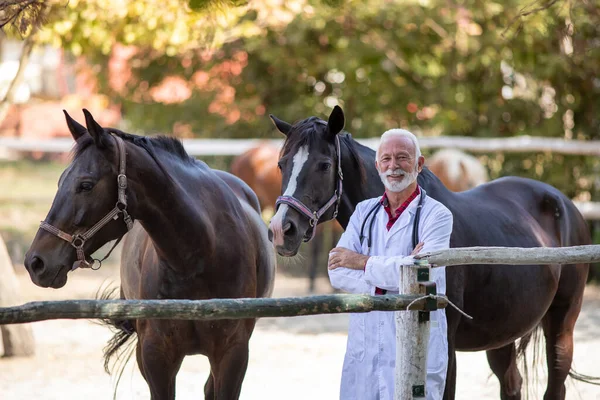 Портрет Старшего Ветеринара Белом Халате Рядом Лошадьми Ранчо — стоковое фото