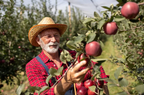 Agricultor Senior Con Sombrero Paja Cosechando Manzanas Rojas Cif Rama — Foto de Stock