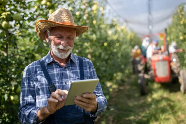 Agricoltore Anziano Sorridente Con Cappello Paglia Che Lavora Tavoletta Meleto — Foto Stock