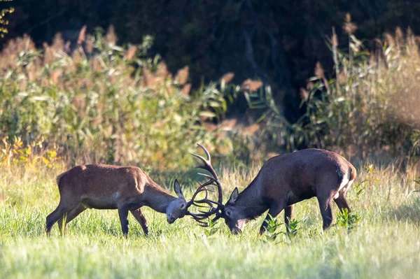 两只小红鹿在森林的草地上打斗 自然生境中的野生动物 — 图库照片