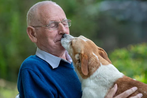 可愛いです犬接吻彼の所有者シニア男で庭で緑の背景 — ストック写真