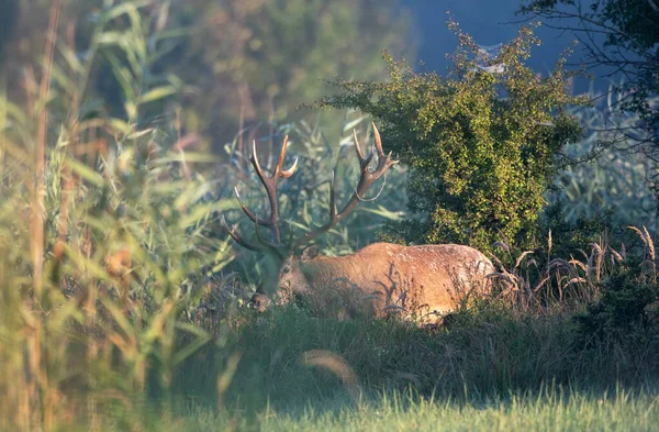 Cervo Rosso Che Cammina Nella Foresta Tra Cespugli Fauna Selvatica — Foto Stock