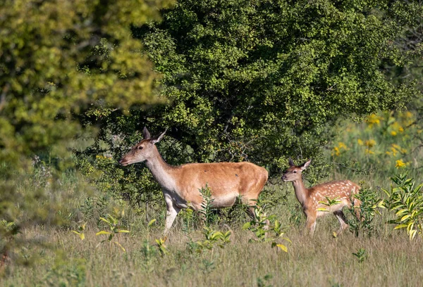 Hirschweibchen Und Rehkitz Laufen Auf Einer Wiese Vor Dem Wald — Stockfoto