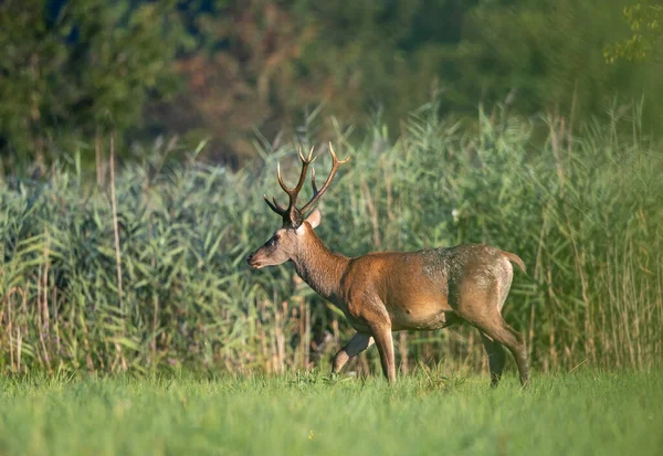 Jeune Cerf Rouge Avec Petits Bois Marchant Sur Prairie Devant — Photo