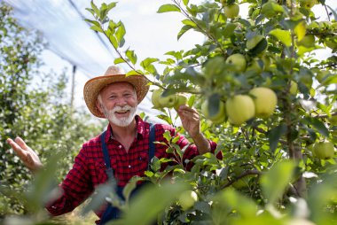 Hasır şapkalı memnun kıdemli çiftçi meyve bahçesindeki dallardan altın lezzetli elmalar topluyor.