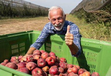 Tatmin olmuş kıdemli çiftçi modern meyve bahçesinde kırmızı cif elmalarıyla dolu büyük plastik bir sandığın arkasında duruyor. Meyve ağaçlarının üzerinde anti-dolu ağı var.