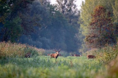 Kızıl geyik (Cervus elaphus) çiftleşme mevsiminde bir grup hindiyle çayırda durur. Doğal yaşam ortamında vahşi yaşam