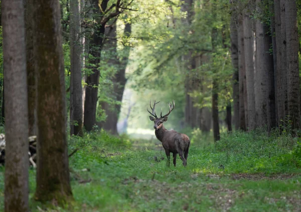 Ciervo Rojo Joven Con Astas Pequeñas Caminando Bosque Verano Vida — Foto de Stock