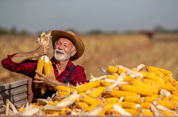 Satisfied Senior Farmer Holding Corn Crops Tractor Trailer Harvest Field — Stock Photo, Image