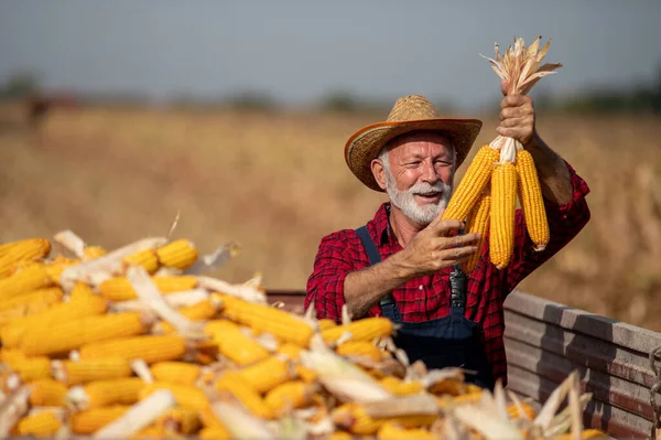 Tevreden Senior Landbouwer Die Maïsgewassen Trekkeraanhanger Houdt Tijdens Oogst Het — Stockfoto