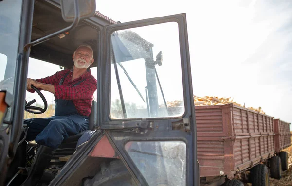 Zufriedener Senior Fährt Traktor Mit Zwei Anhängern Voller Maiskolben Bei — Stockfoto