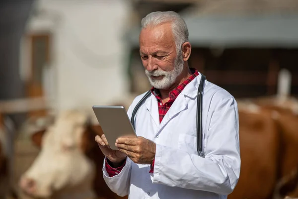Volwassen Volwassen Dierenarts Witte Vacht Met Stethoscoop Kijken Naar Tablet — Stockfoto