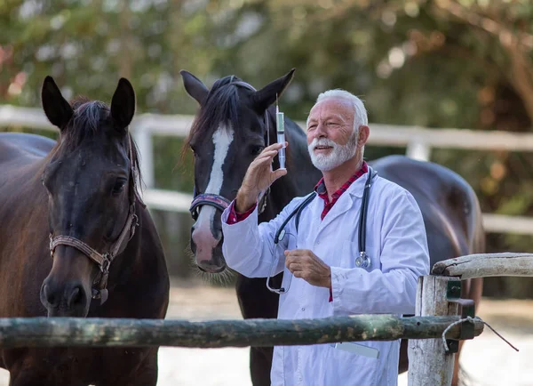 Veterinário Sênior Segurando Seringa Com Agulha Frente Cavalos Fazenda — Fotografia de Stock