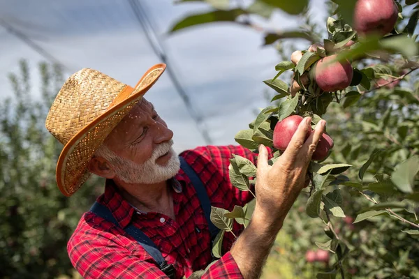 Senioren Met Strohoed Die Rode Cif Appels Oogsten Uit Boomgaard — Stockfoto