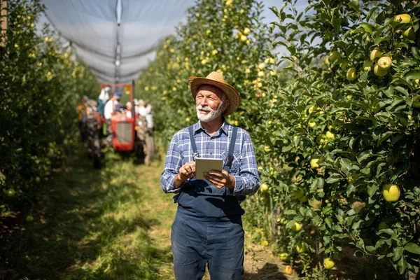 Granjero Mayor Sonriente Con Sombrero Paja Trabajando Tableta Manzanas Huerto — Foto de Stock