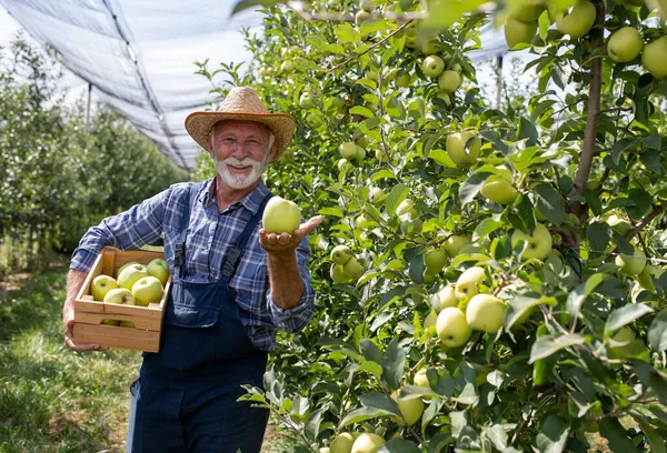 Fermier Avec Chapeau Paille Tenant Caisse Pleine Pommes Délicates Dorées — Photo