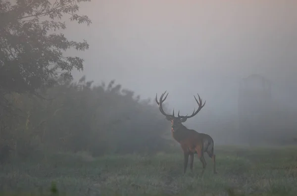 Rothirsche Mit Großen Geweihen Stehen Einem Nebligen Morgen Auf Einer — Stockfoto