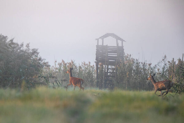 Two afraid hinds (red deer female) running on meadow in forest on foggy morning. Wildlife in natural habitat